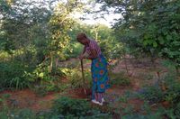 Theresa Ng'ambi plants a baobab tree at WayiWayi Creatives Village in Livingstone.